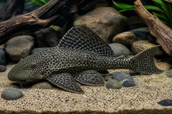 Hypostomus grandiosus (Λεοπάρδαλη Pleco)