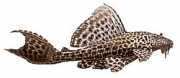 Hypostomus multiradiatus Multiradiatus hypostomus
