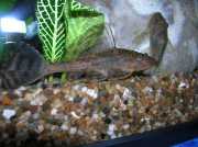 Hypostomus plecostomus Pleco, πλυντήρι�...