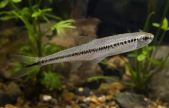 Iguanodectes spilurus Τετράωρο