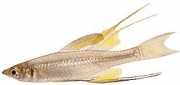 Iriatherina werneri ΙΑΤΙΝΑ WERNERI