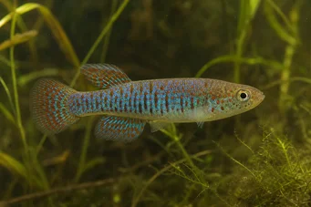 Jordanella floridae Φλόριντα Ιορδανέλ