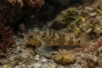 Lepadogaster candollei Ράβδος