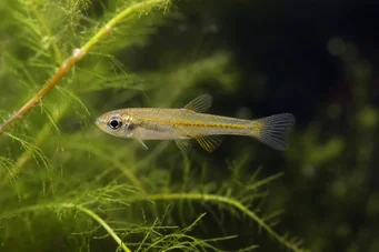 Lepidarchus adonis