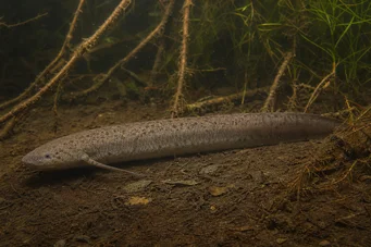 Lepidosiren paradoxa Νότια Αμερική lepidosirène