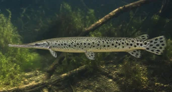 Lepisosteus oculatus Οστεοφυλάκιο