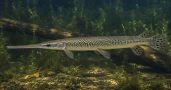 Lepisosteus osseus Κροκόδειλος