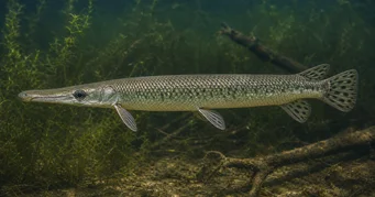 Lepisosteus platostomus Οροπέδιο lepisoste