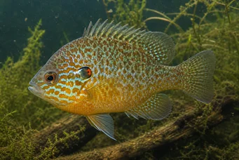 Lepomis gibbosus (Πόος ήλιο ή ουράνιο τόξο)
