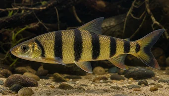 Leporinus fasciatus fasciatus (Leporinus με μαύρες ζώνες)