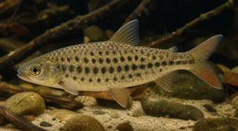 Leporinus maculatus (Κηλιδωμένος Λέπορινος)