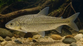 Leporinus megalepis (Leporinus με μεγάλες κλίμακες)