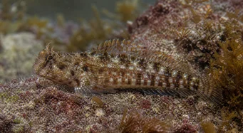 Lipophrys pholis Κοινός