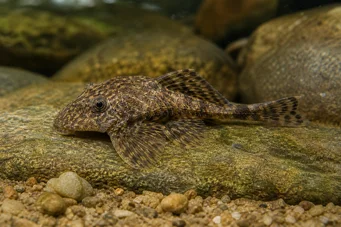 Lithoxus bovallii (Bovallii lithoxus)