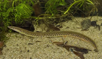 Macrognathus aculeatus Masta ένα Ocelle