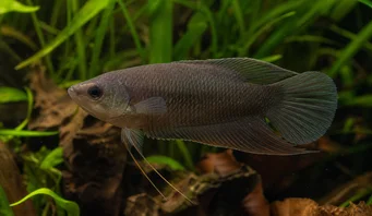 Macropodus concolor Μαύρος μακροπόδων