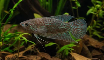 Macropodus cupanus Ψάρεμα ψαριού καφέ ουράς