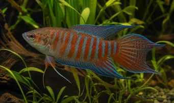 Macropodus opercularis Παράδεισος
