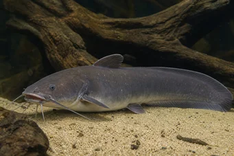 Malapterurus electricus Ηλεκτρικό γατόψαρο
