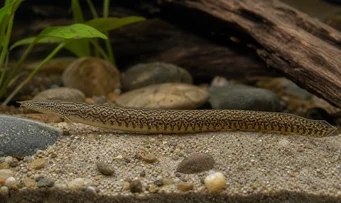 Mastacembelus armatus Γιγαντιαία σπονδυλική στήλη