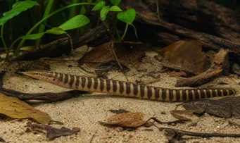 Mastacembelus circumcinctus Χέλι της ζώνης