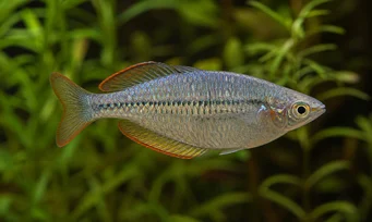 Melanotaenia maccullochi Νάνος ουράνιο τόξο ψάρι