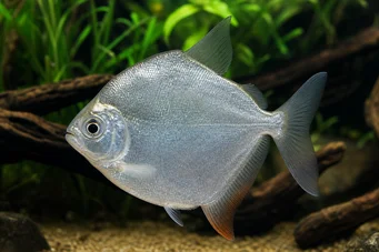 Metynnis hypsauchen Métynnis με μεγάλα κεφάλια