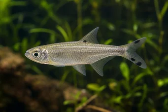 Micralestes acutidens Αφρικανική τετράπρα με αιχμηρά δόντια