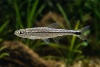 Micralestes elongatus Κωνικό αφρικανικό τετράπιο