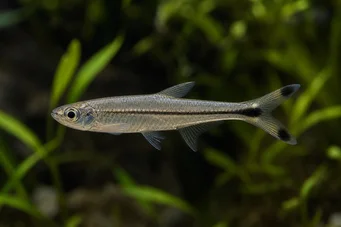 Micralestes humilis Αφρικανική τετράπρα με κόκκινα πτερύγια