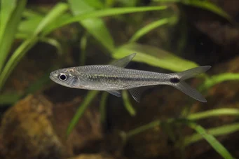 Micralestes occidentalis Δυτική αφρικανική τετράπολη