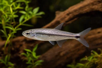 Micralestes stormsi Red Tetra από το Κονγκό Αλήθεια