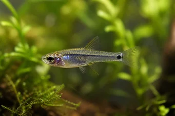 Microrasbora kutobai Πράσινο νέον