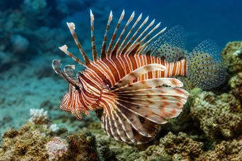 Milles de pterois Ψάρι σκορπιός