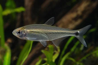 Mimagoniates lateralis Tetra-glande με φραγμένες πλευρές
