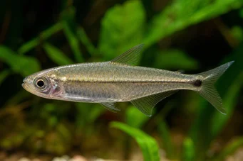 Mimagoniates microlepis Μικρές κλίμακες tetra-barberos