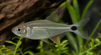 Moenkhausia oligolepis Moenkhausia με κόκκινα μάτια
