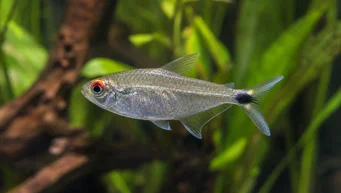 Moenkhausia sanctaefilomenae Moenkhausia με κόκκινα μάτια