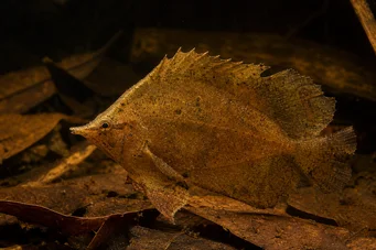 Monocirrhus polyacanthus Πυροσβέστης