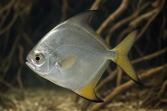 Monodactylus argenteus Φεγγάρι