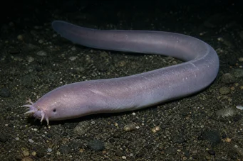 Myxine glutinosa Κοινή μυξίνη