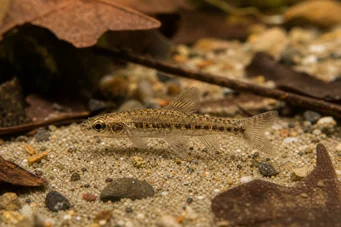 Nannocharax parvus (Μεγάλη ταινία Nannocharax)