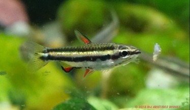 Nannostomus marginatus Νάνος μολύβι ...