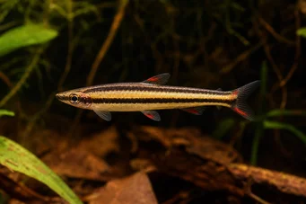 Nannostomus marginatus (Νάνος μολύβι ψάρια)