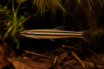 Nannostomus trifasciatus (Ψάρια μολύβδου τριών ζώνης)