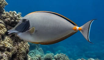 Naso lituratus (Ρινικά πορτοκαλί σπόρια)