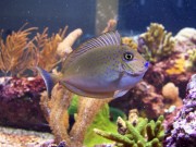 Naso Lopezi Λεπτό naso