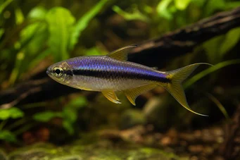 Nematobrycon palmeri (Αυτοκράτορας τετράπης)