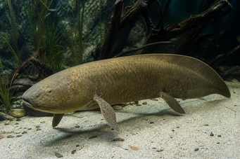 Neoceratodus forsteri Αυστραλιανή Dipneuste, Barramanda του Aust.