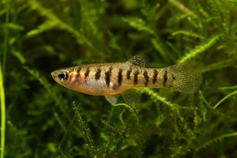 Neohaterandria elegans (Κομψό ετερόρδιο)